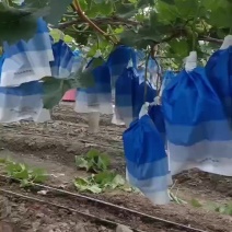 湖南常德葡萄源头产地