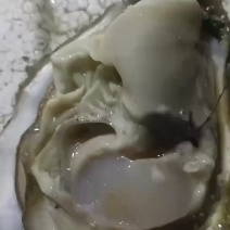 三倍体