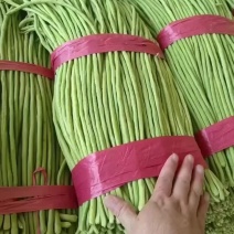 精品豆角