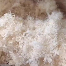 龙须雪燕