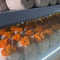 金耳菌