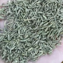 新疆孜然，欢迎各位老板，烧烤店，电商选购量大从优