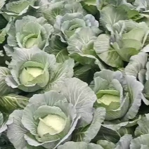 湖北恩施利川齐岳山高山反季节蔬菜