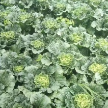 需要的打电话联系