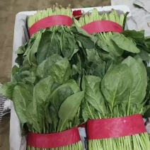 精品菠菜