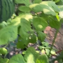 产地直销，精品小吊瓜，真实价格，无忧选购