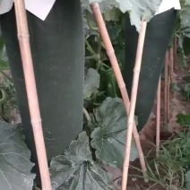 黑皮精品东瓜