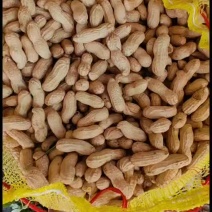 鲜花生大白沙果粒饱满供应电商美团商超市场