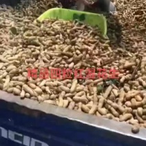 红皮，沙土精品二到四颗粒，鲜花生