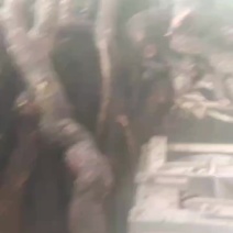 正宗黑老虎，场地一手货源，大量有货