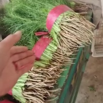 精品茴香