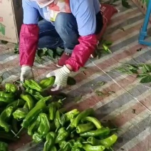 冷棚精品芜湖椒大量上市无虫色泽亮条形好对接棚户费用低