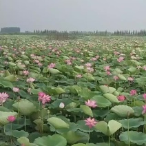 荷花莲蓬