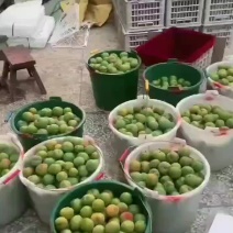 蜂糖李价格