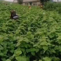 苏子叶