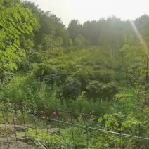 牡丹根100亩丹皮，常年批发供应各种规格，无硫丹皮中药材
