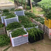 二荆条，三号青线椒