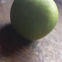 【精品】河北深州青皮皇冠大量上市脆甜多汁对接全国市场