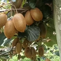 米粮一号