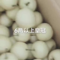皇冠梨