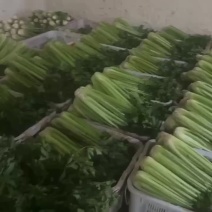精品出口芹菜