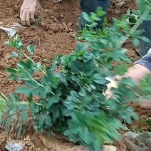 金雀花