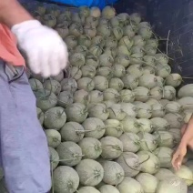 哈密瓜大量上市中产地直供价格公道