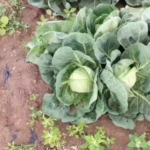 张家口张北精品圆甘蓝上市中大量有货