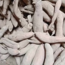 精品白哈蜜，糯香甜具全，蒸烤都可以