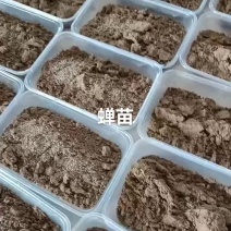 金蝉苗，爬蚱