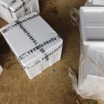 精品黄瓜大量走货中