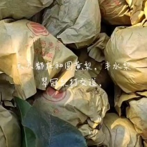 眉山套袋，圆黄梨，丰水梨又甜又泡，