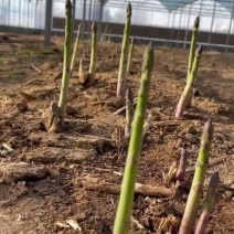 航天6号F1杂交一代高产芦笋苗批发零售，量大优惠