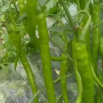 青椒，二条