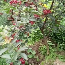 汉源花椒