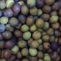 草莲湖南莲子-湘莲小湘莲无废，香糯可口无杂，煲汤，
