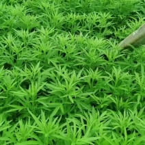 芦蒿