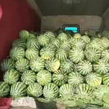 美都，新机遇，超甜王已大量上市，需要的老板请来电