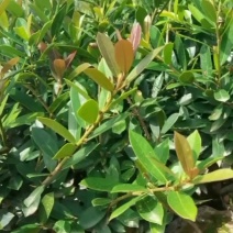 基地直供蚊母杯苗蚊母毛球蚊母色块虹母芽苗虹母精球量大从优