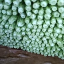 精品油麦菜