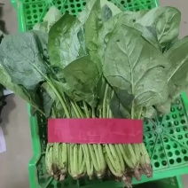 精品菠菜