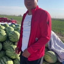 新疆西瓜，金城系列，持续发货中，昌吉，奎屯产区批量供应！
