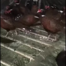 七彩山鸡成品