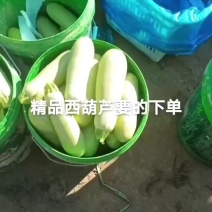 精品陆地西葫芦大量有货