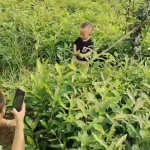 麻栎杯苗基地一手货源价格不高全国发货
