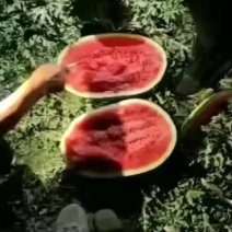 西瓜