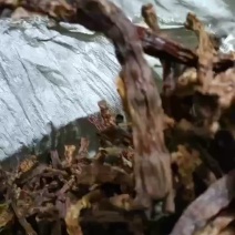 干竹笋