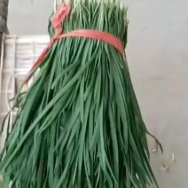 大叶韭菜头茬，新鲜翠绿，诚信合作，代发全国，欢迎咨询采购