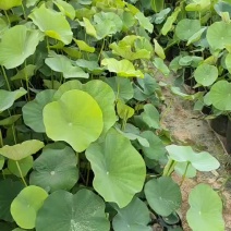 盆栽荷花
