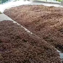 蝉蜕如需要可亲自过来看货这样双方都